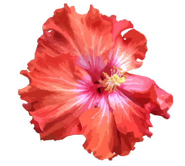 hibiscus-flower alone