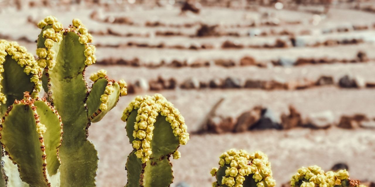 Breakout Canary Islands 2021