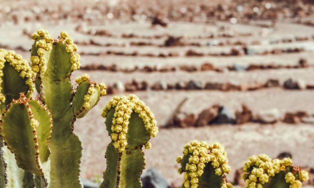 Breakout Canary Islands 2021