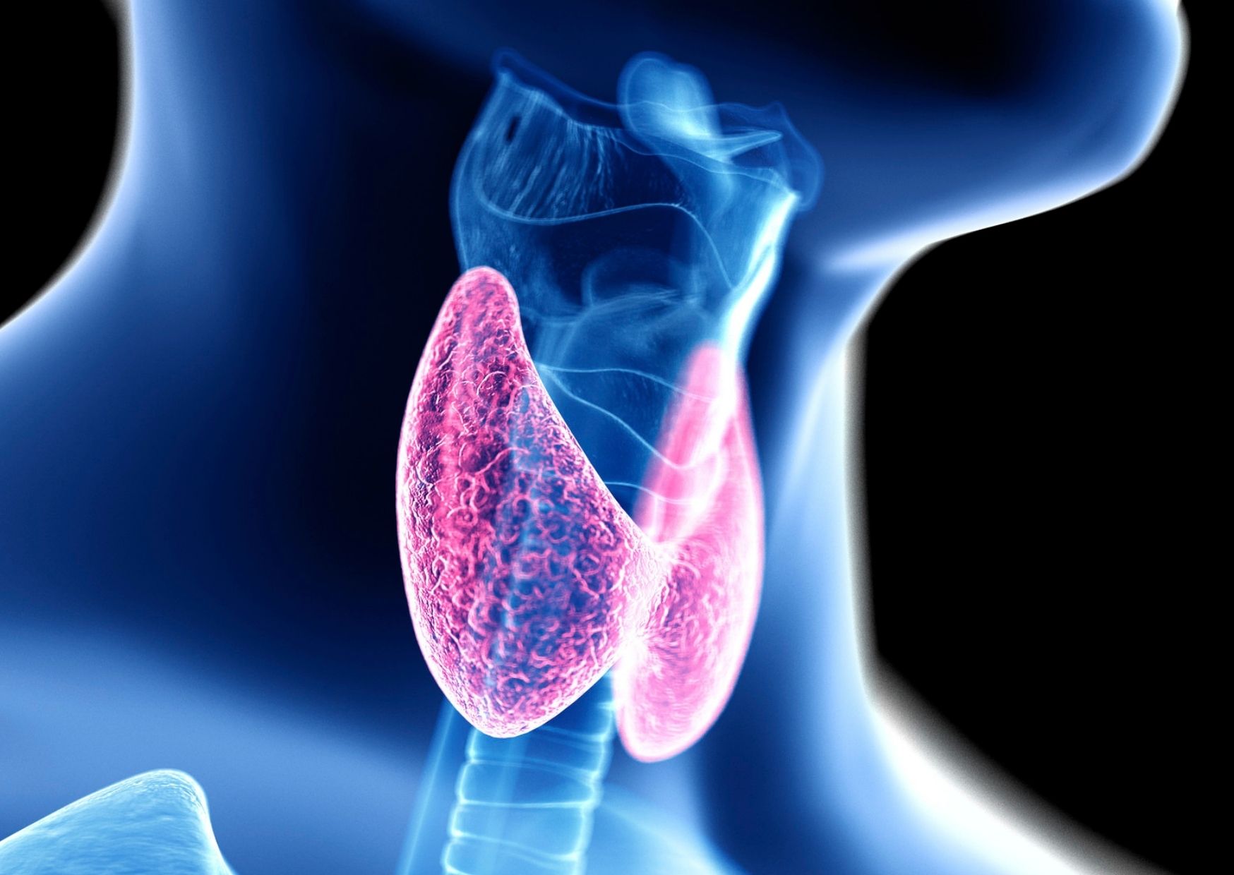 thyroid gland Schilddrüse
