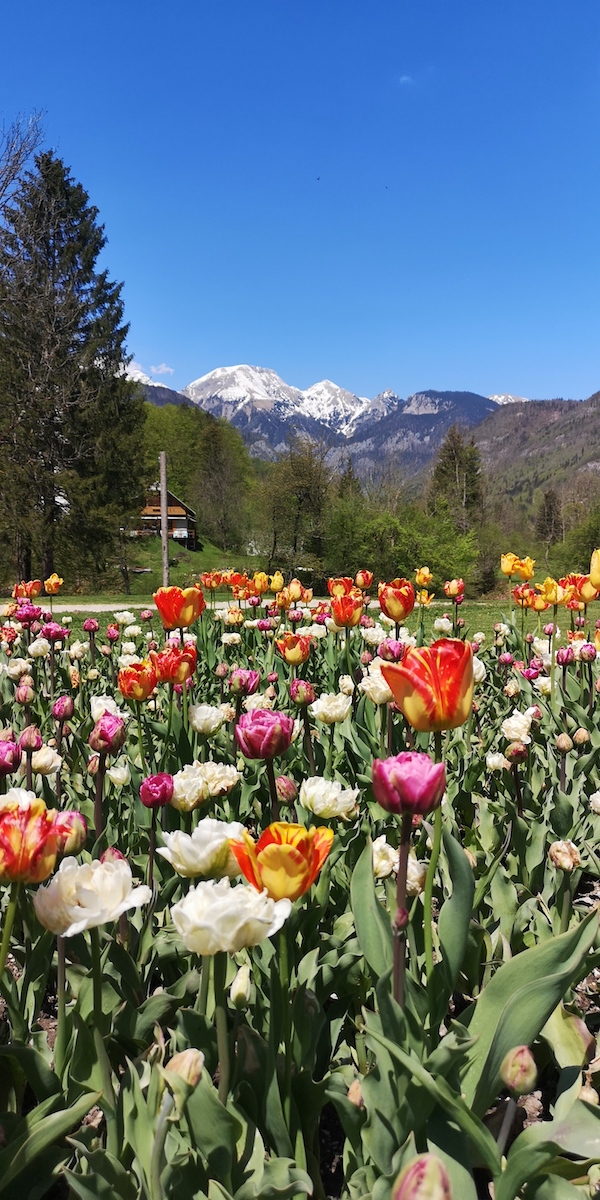 Slovenia Bohinj Triglav Slovenia Bohinj Triglav