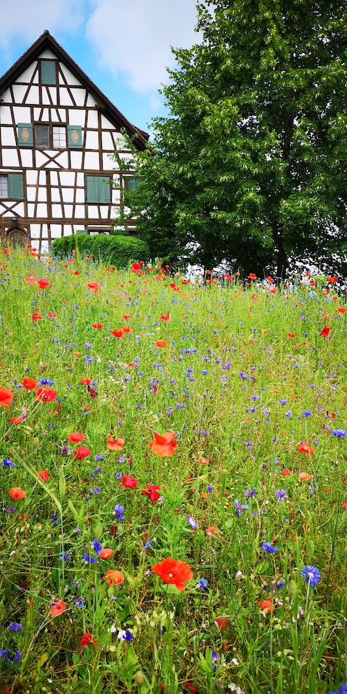 Switzerland Thurgau Riegelhaus Switzerland Thurgau Riegelhaus