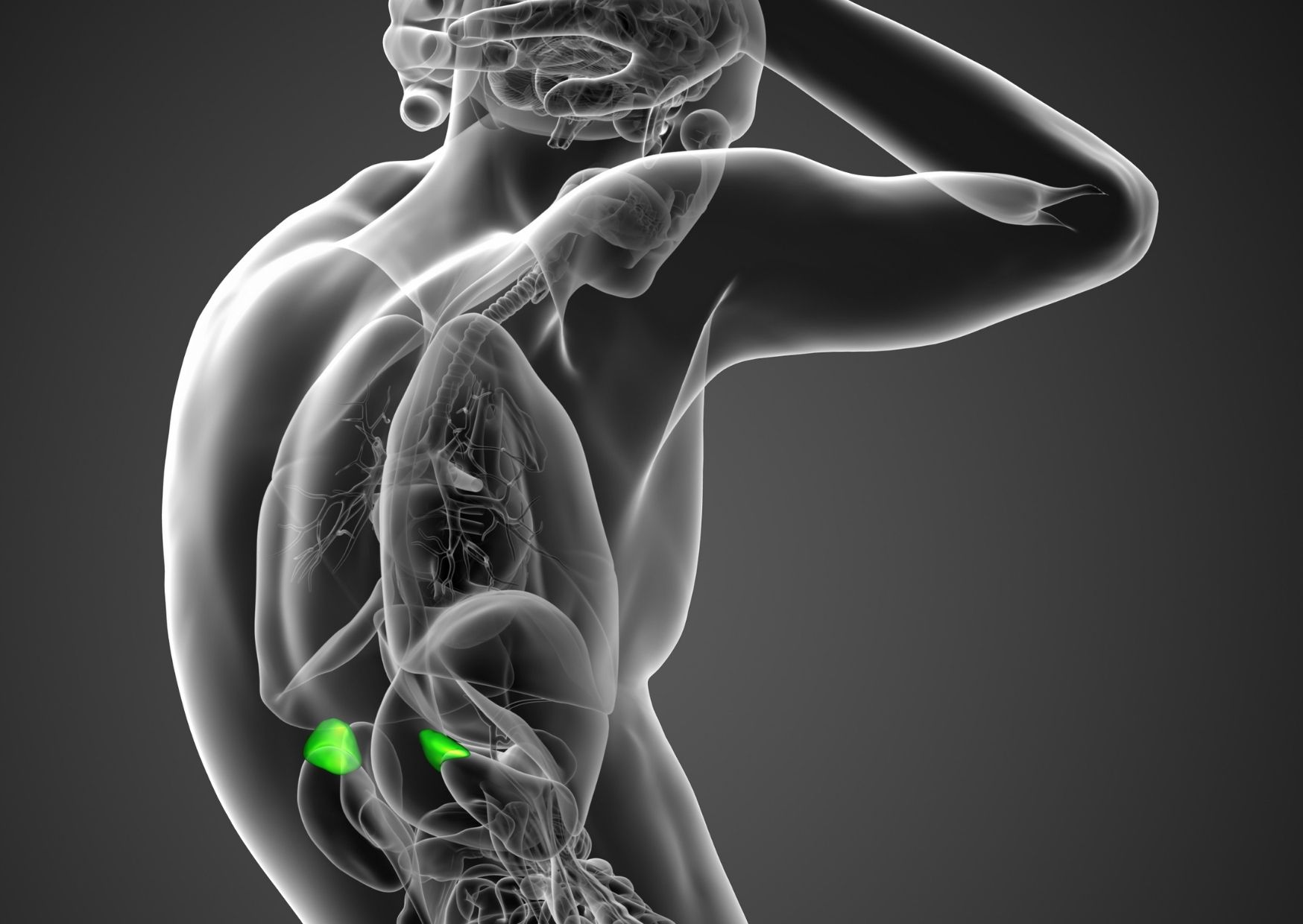 Adrenal glands Nebennieren
