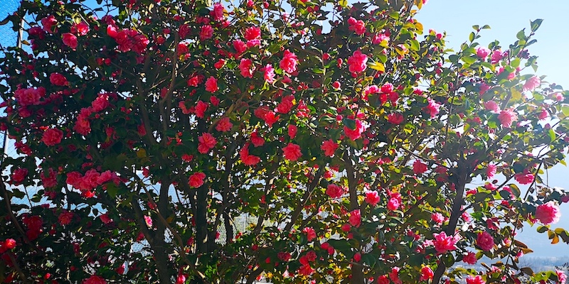 Camelia Ticino Orselina