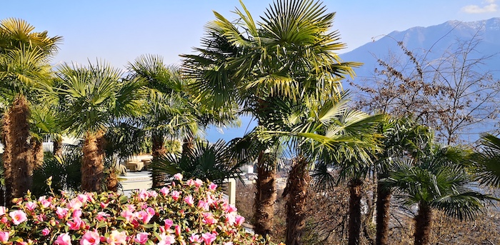 Palm trees Ticino Orselina