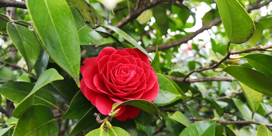 Camelia Park Locarno