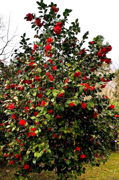 Camelia tree in Locarno