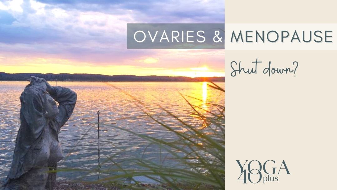 Ovaries after menopause