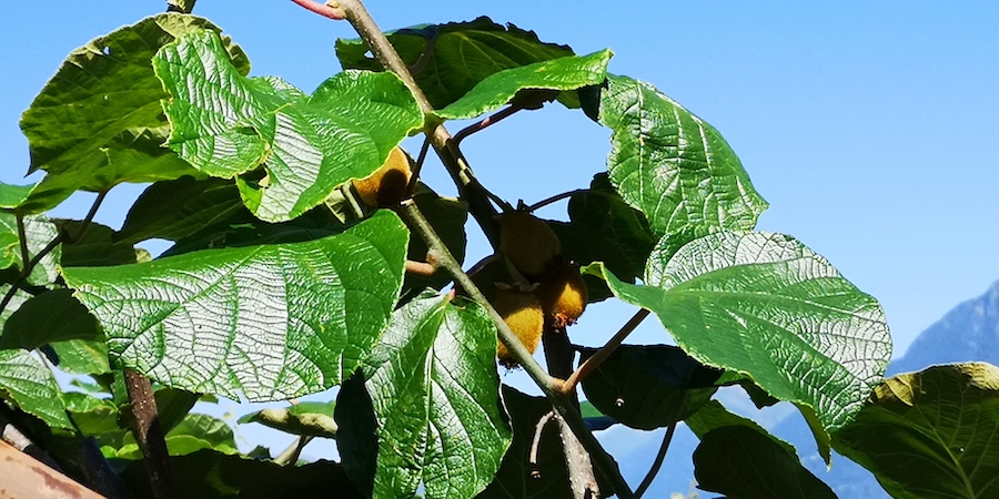 Tessin Kiwi