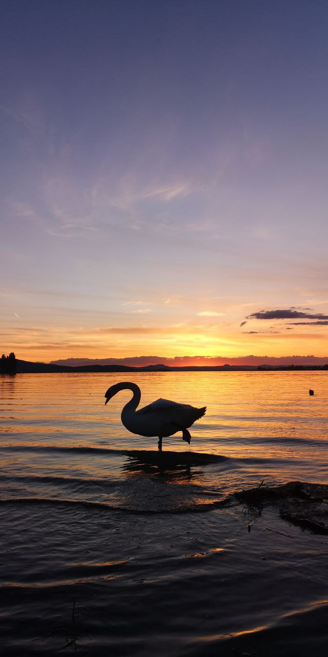 Swan at Lake Constance Sunset menopause Swan at Lake Constance Sunset menopause